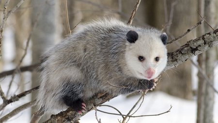 Alles über Googles "Possum" Algorithmus-Update