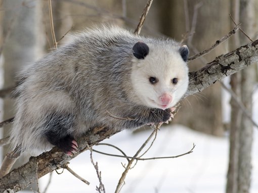 Alles über Googles "Possum" Algorithmus-Update